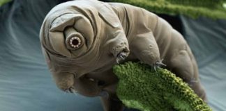 Tardigradi