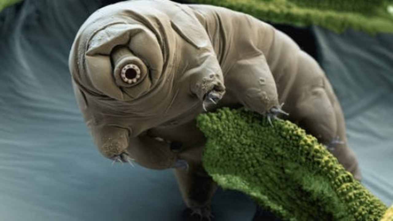 Tardigradi