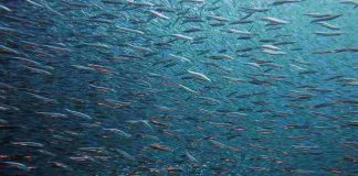 Pesca