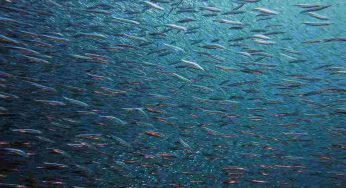 Cambiamenti climatici e pesca: nei prossimi anni le acque più basse si svuoteranno