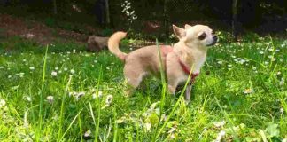chihuahua