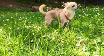 Chihuahua e lupi: più parenti di quanto immaginiamo