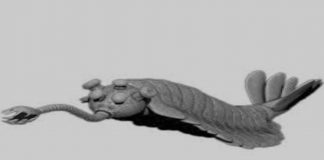 Altra Opabinia