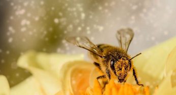 Allergia stagionale ed è subito maledetta primavera, i rimedi utili