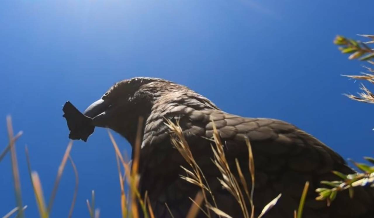 kea