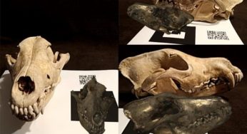 L’enigmatico fossile di lupo trovato a Roma: è il primo in Europa