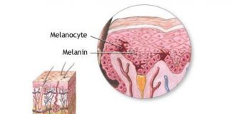 melanociti