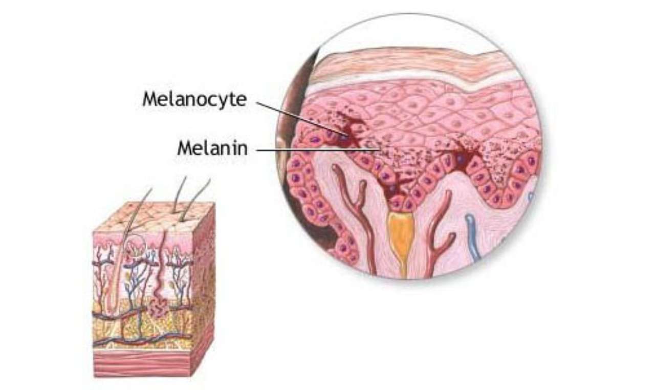 melanociti
