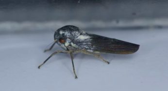 Scoperta nuova specie di insetto | Cosa sta succedendo