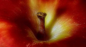 La teoria delle singolarità | Le mele e i buchi neri hanno molto in comune!