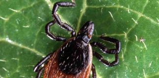 virus di Powassan