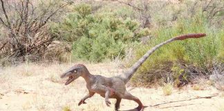 Dinosauri, molto più simili a polli che a grosse lucertole - curiosauro.it- 03022022