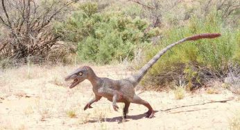 Dinosauri, molto più simili a polli che a grosse lucertole
