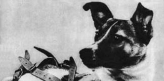 Laika