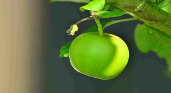 Mela verde, il potere formidabile di questo frutto