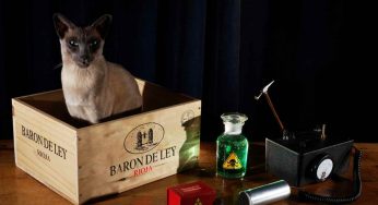 Il paradosso del gatto di Schrödinger spiegato facile facile