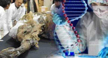 La scienza ne è sicura: impossibile ricreare lo stesso DNA di specie già estinte!