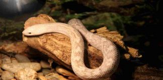 Serpenti, animali sottovalutati, ma pericolosissimi- curiosauro.it- 01032022