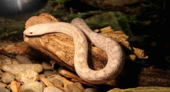 Serpenti | Animali pericolosissimi ma troppo sottovalutati