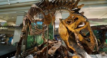 Scompiglio tra i paleontologi: il T-rex apparteneva a tre specie diverse!