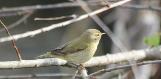 uccelli europei
