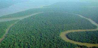 Amazzonia