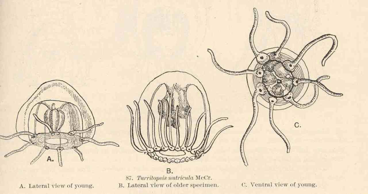 medusa