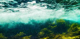 Alga Focus il segreto del mare che mobilita il metabolismo