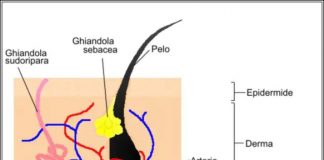 Peli pubici