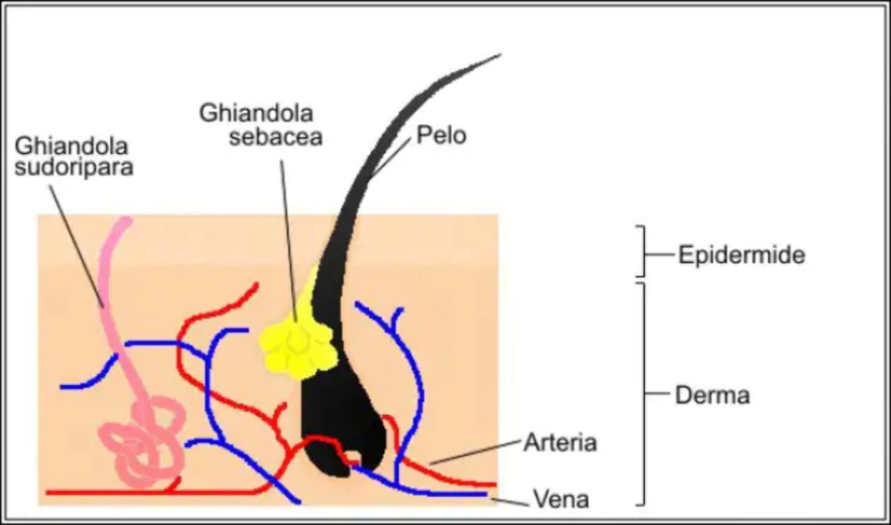 Peli pubici