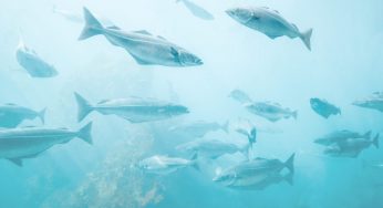 In mare sempre meno pesci commestibili: è allarme