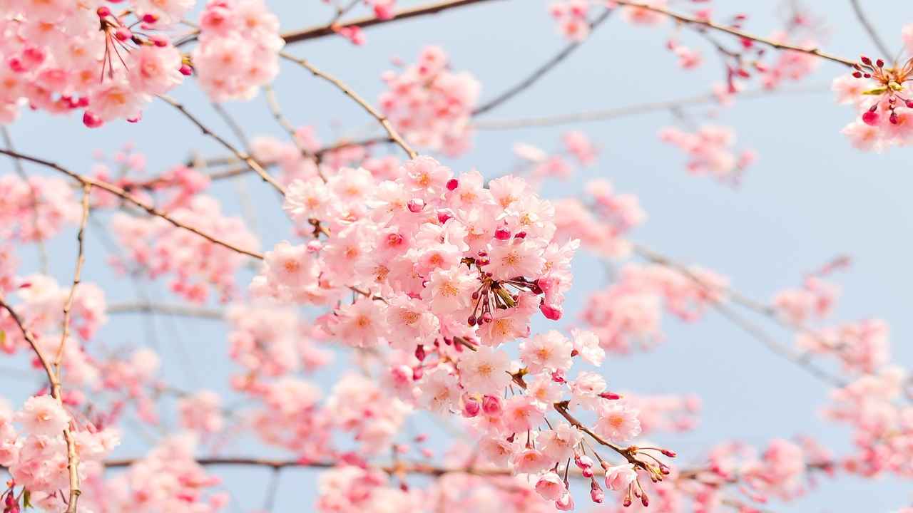 Hanami 2022, la fioritura dei ciliegi a Roma come in Giappone- curiosauro.it- 06042022