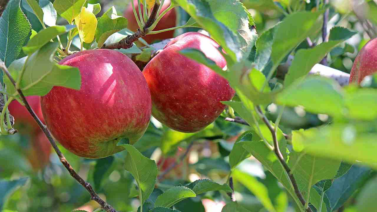 mela frutto