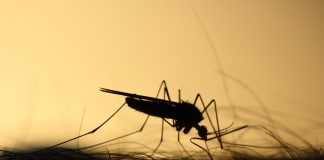 Zanzare geneticamente modificate per sterminare la progenie femminile- curiosauro.it- 25042022