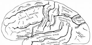 pezzo di cervello