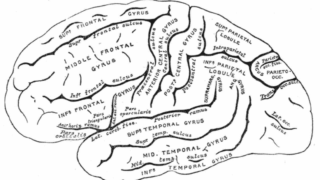 pezzo di cervello