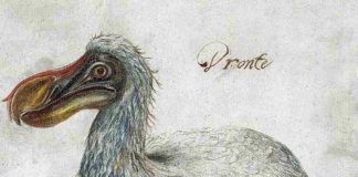 dodo