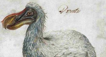 Il dodo (uccello estinto tre secoli fa) ora può essere resuscitato!