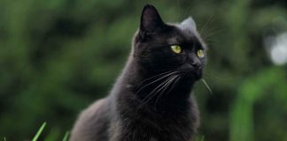gatti superstizioni