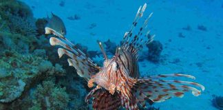 pesce scorpione