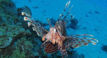 Fate attenzione: specie velenosa | Il Mediterraneo invaso dal pesce scorpione