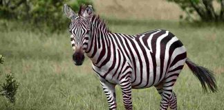 carne di zebra