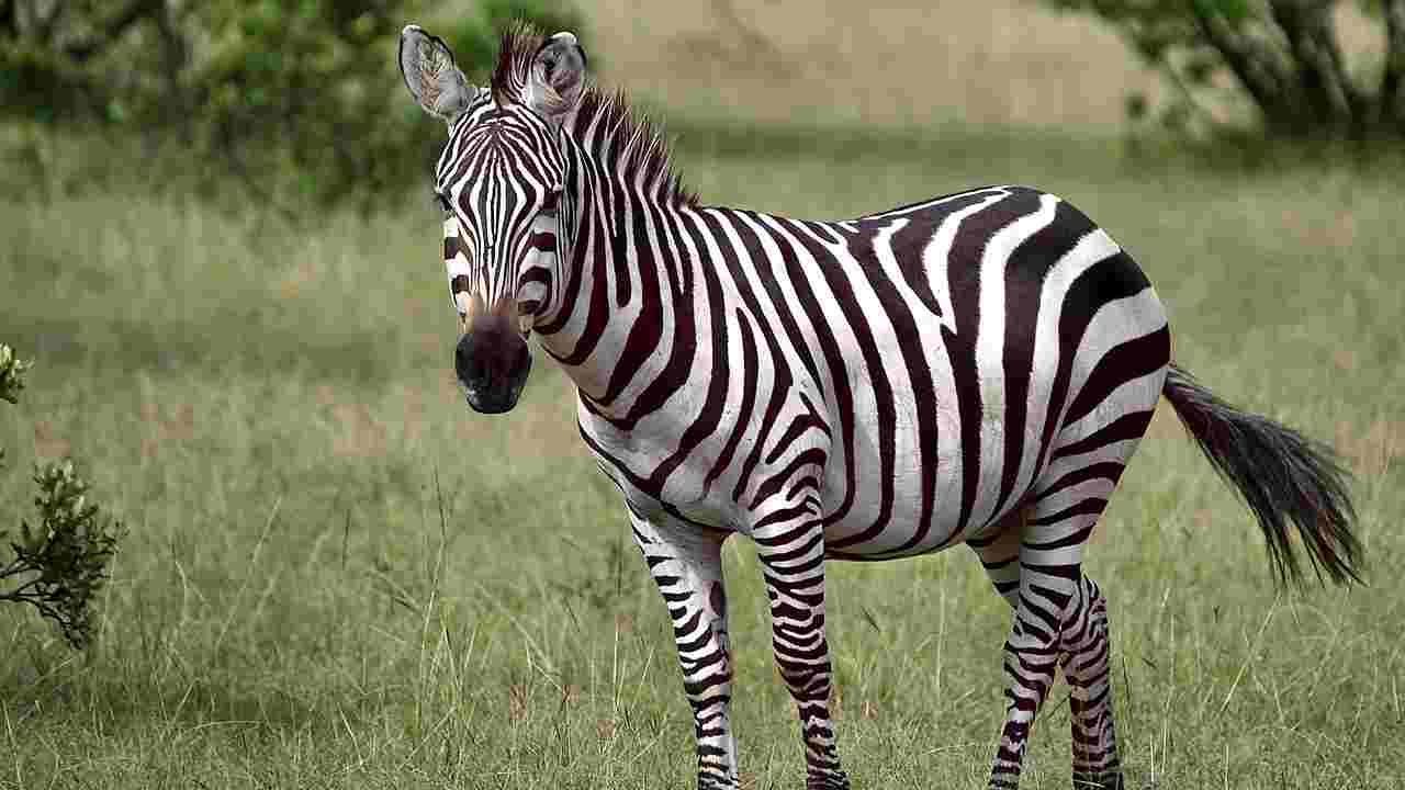 carne di zebra