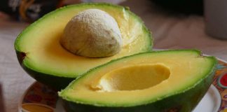 Avocado www.curiosauro.it