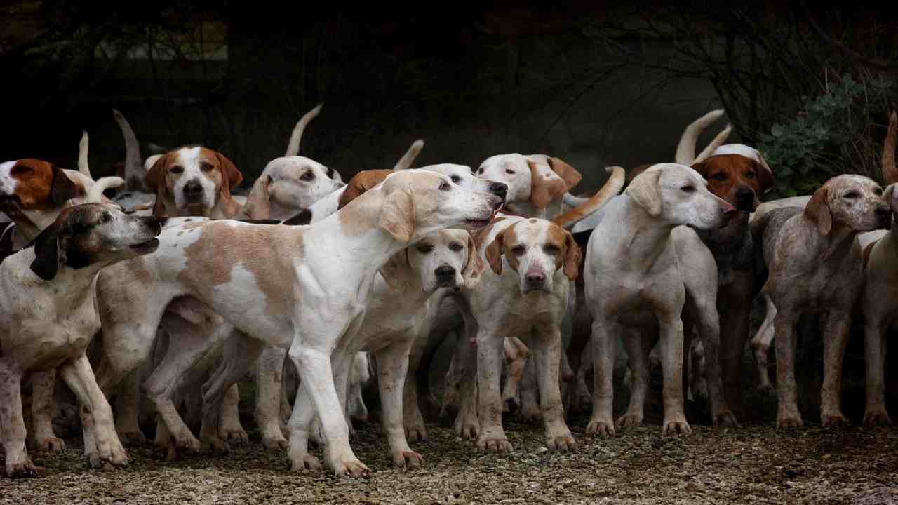 Cani, c'è un aspetto che hai sempre pensato di sapere, ma che in realtà non sai-curiosauro.it- 08052