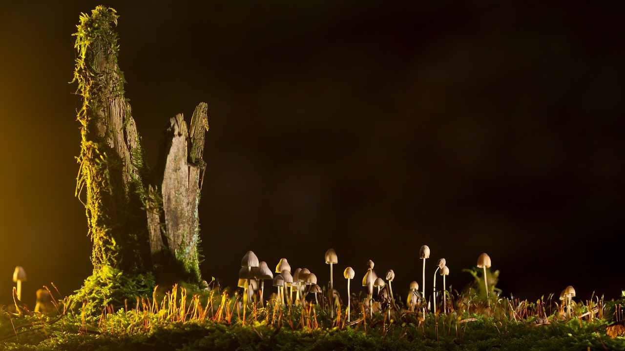 La carne del futuro sarà fatta di funghi e aiuterà il pianeta- curiosauro.it- 06052022