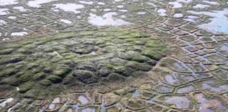 Virus preistorico-Un virus gigantesco risvegliato in Siberia. Corriamo qualche rischio? (wikipedia) -20220518- www.curiosauro.it