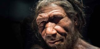 Quando i Neanderthal erano gli unici abitanti dell'Europa... (Commons license) - www.curiosauro.it