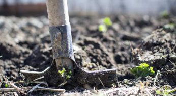 L’aveva seppellito per più di un anno, e poi lo mangia…
