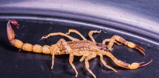 Scorpioni, la scienza dà ragione a Indiana Jones "più grossi sono e..."- curiosauro.it- 06052022